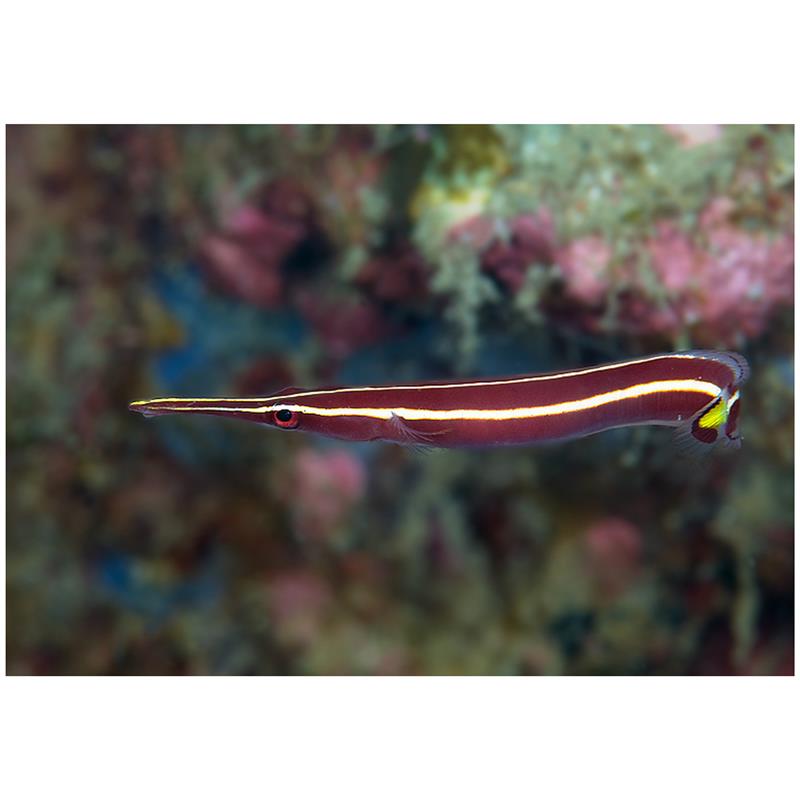 Yellow Stripe Clingfish (Diademichthys lineatus) - imagine 5
